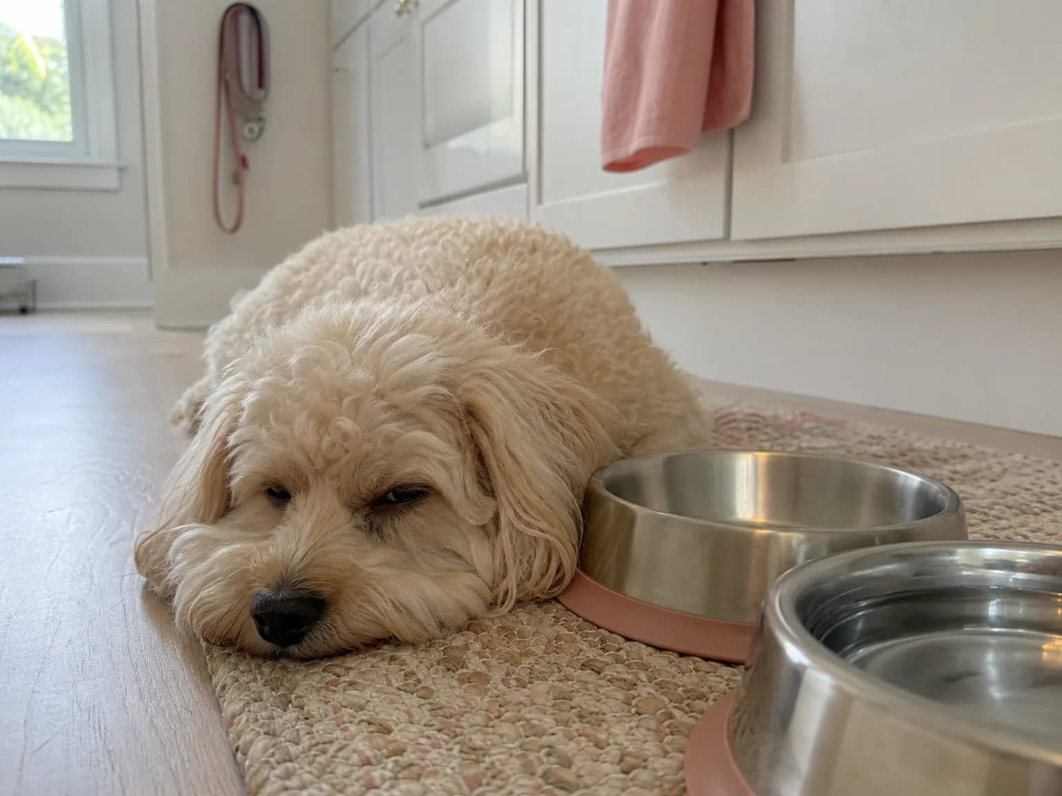 A fluffy cream dog resting next to an empty food bowl after lunch